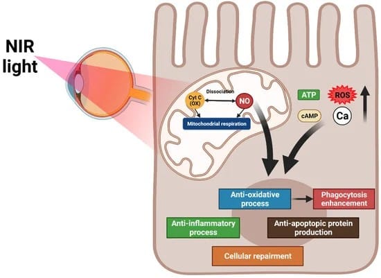 FUSION Photobiomodulation (PBM) Light