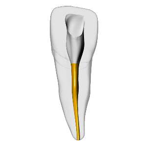 Incisor – Gutta percha, White | Dental Training Models | DRSK