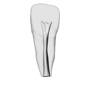 Incisor – Open Apex, White