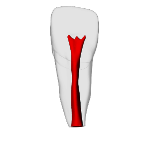 Incisor – Open apex, Pulp | Dental Training Models | DRSK – DRSK Group AB