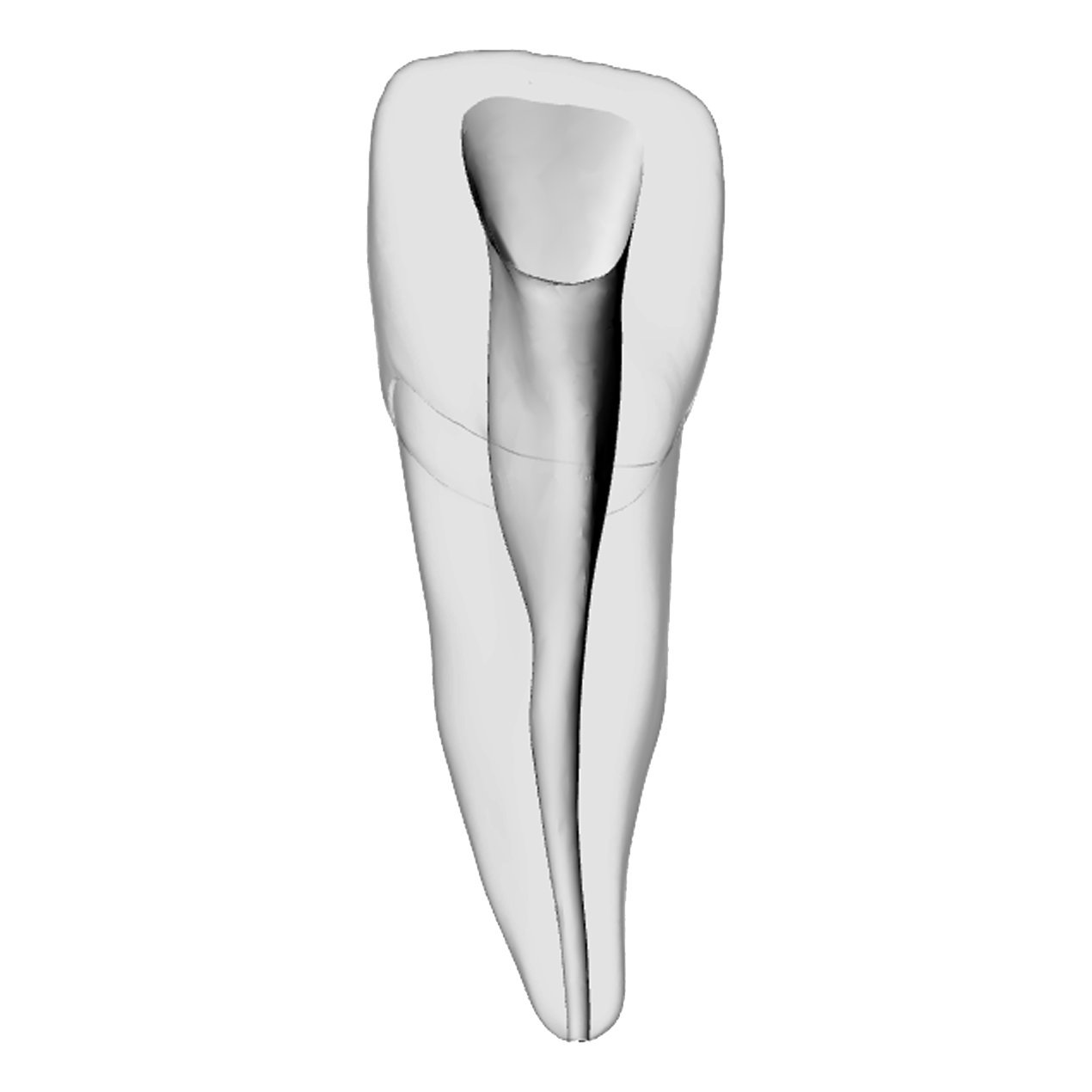 Incisor – Shaped canal, Clear | Dental Training Models | DRSK