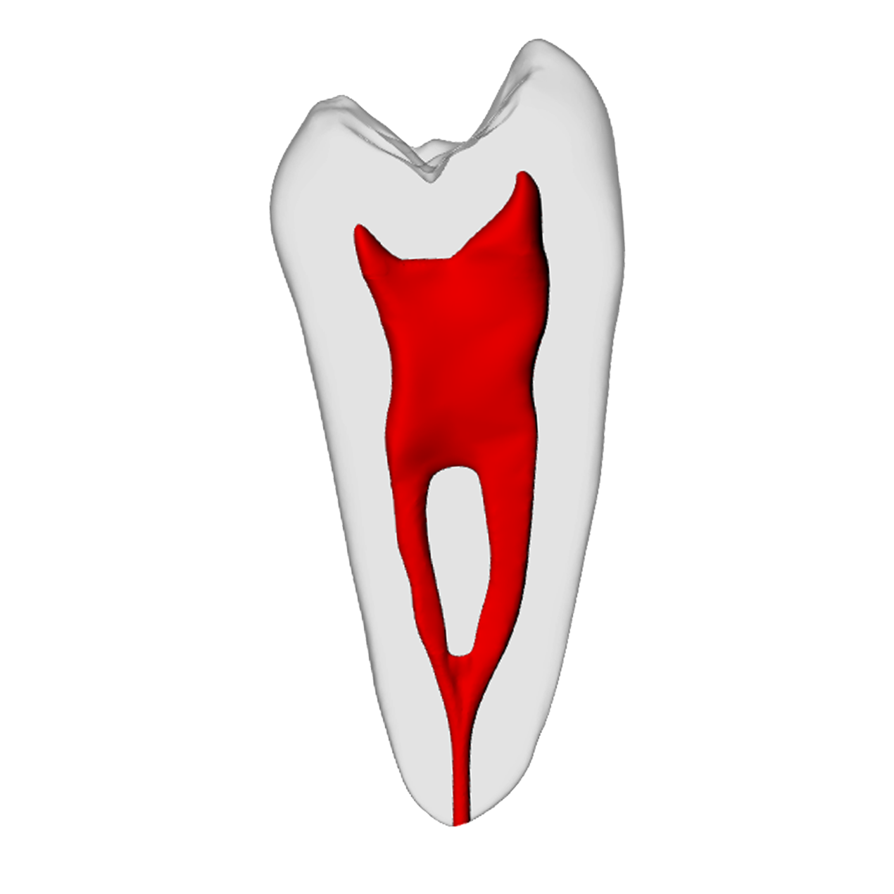 Premolar – Merging canals, Radiopaque (White) | Dental Training Models | DRSK