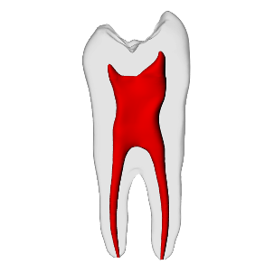 Premolar – Basic, Clear Root, White Crown, ~20# | Dental Training Models | DRSK – DRSK Group AB, Gipszusätze, Stumpflacke und Gipslöser