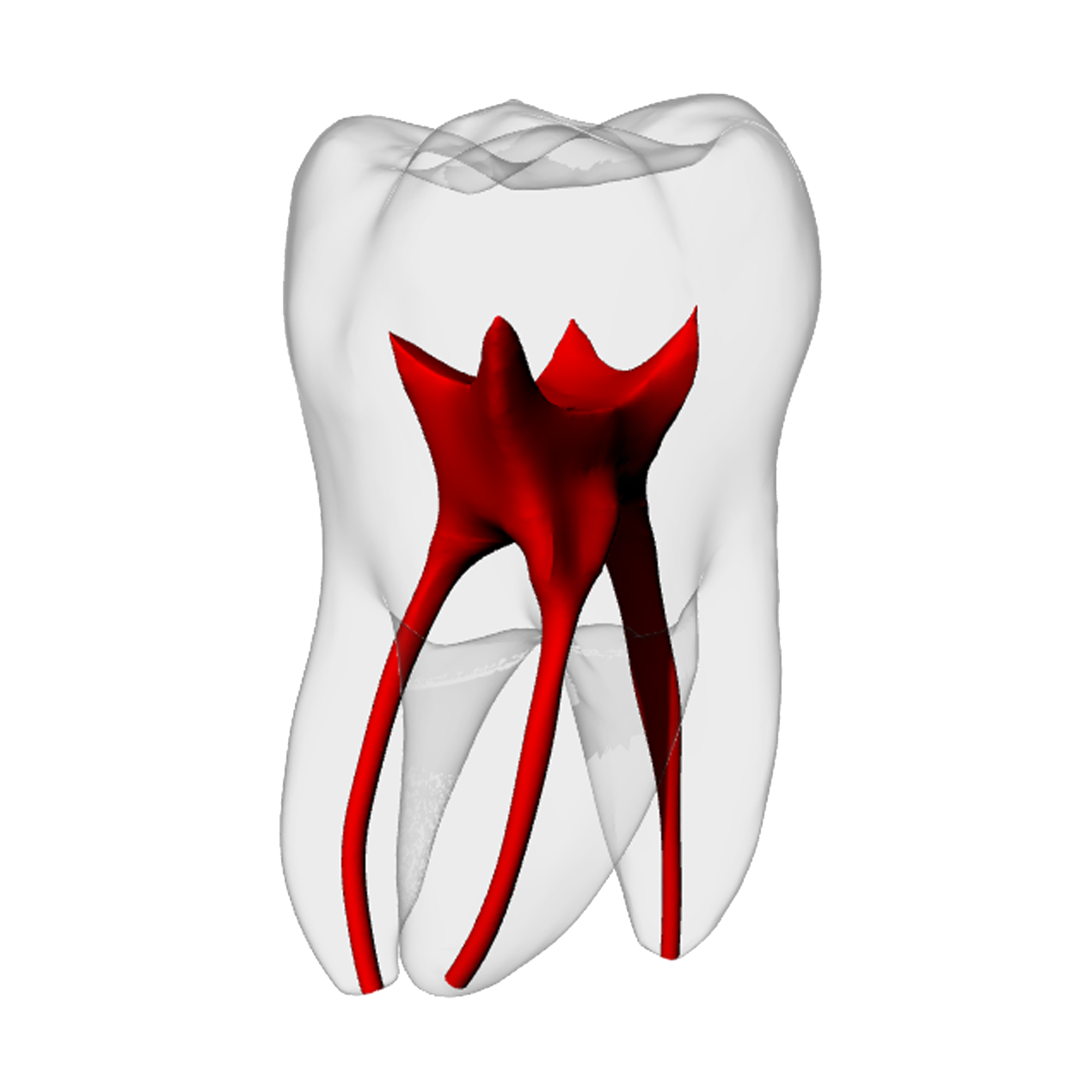 Molar – Basic, Radiopaque (White) | Dental Training Models | DRSK