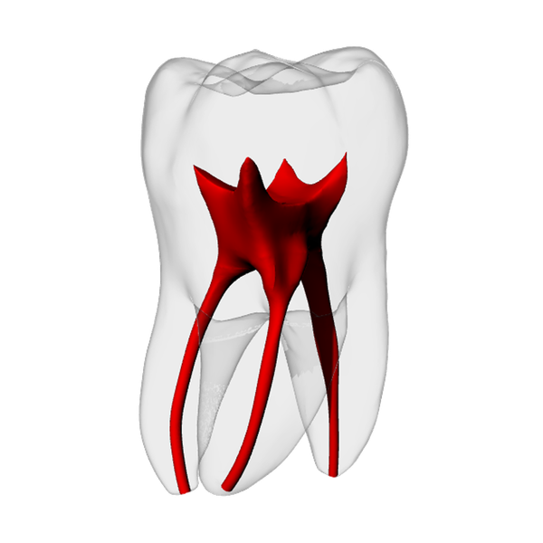 Molar – Basic, Radiopaque (White) | Dental Training Models | DRSK