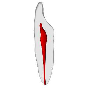 Incisor – Basic, Clear Root, White Crown, ~20# | Dental Training Models | DRSK