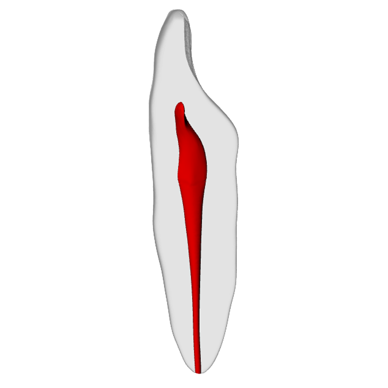 Incisor – Basic, Radiopaque (White) | Dental Training Models | DRSK