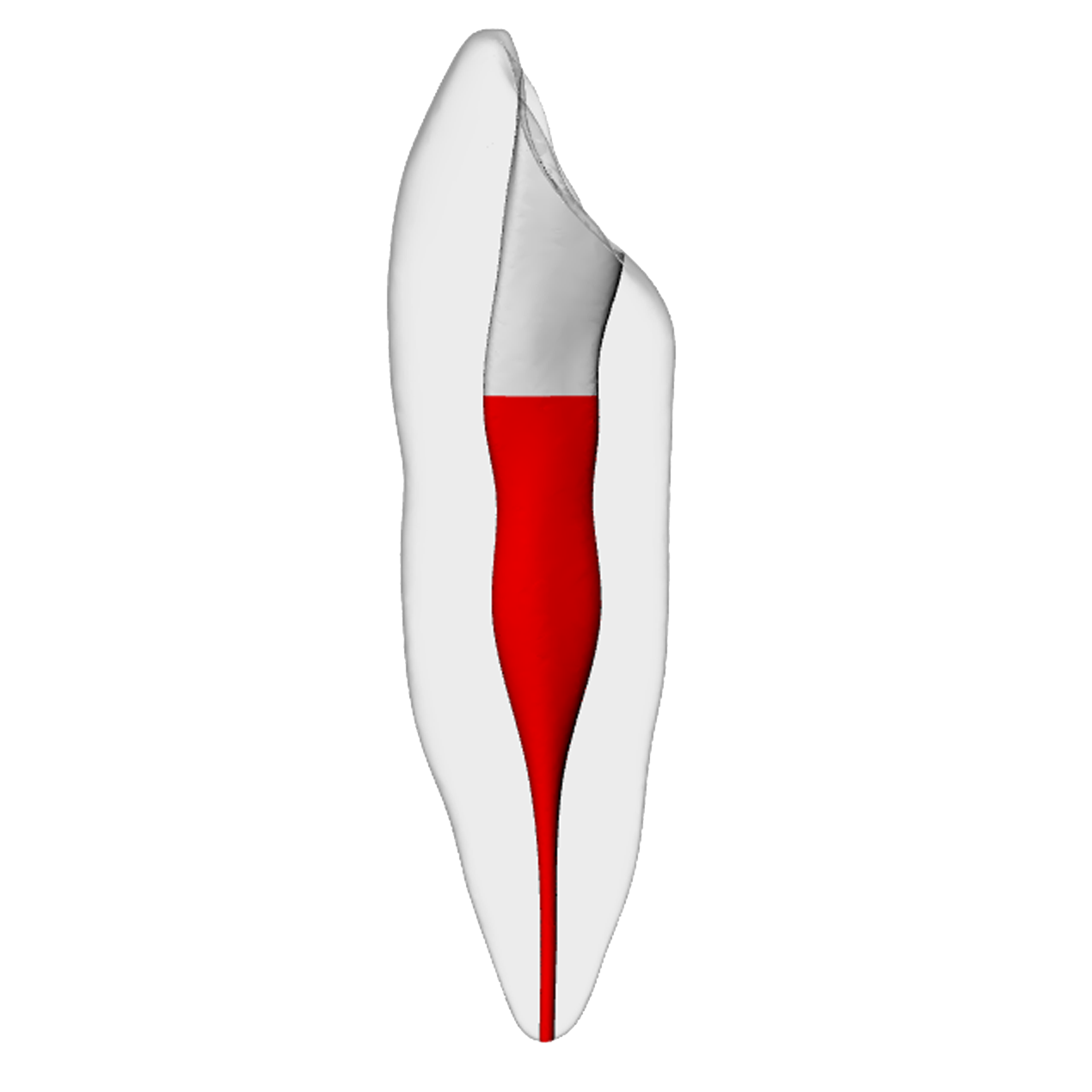 Canine – Accessed, Basic, Radiopaque (White) | Dental Training Models | DRSK