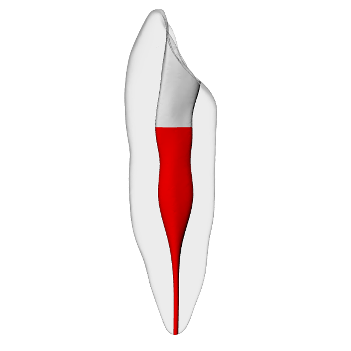 Canine – Accessed, Basic, Clear, ~20# | Dental Training Models | DRSK – DRSK Group AB, Gipszusätze, Stumpflacke und Gipslöser