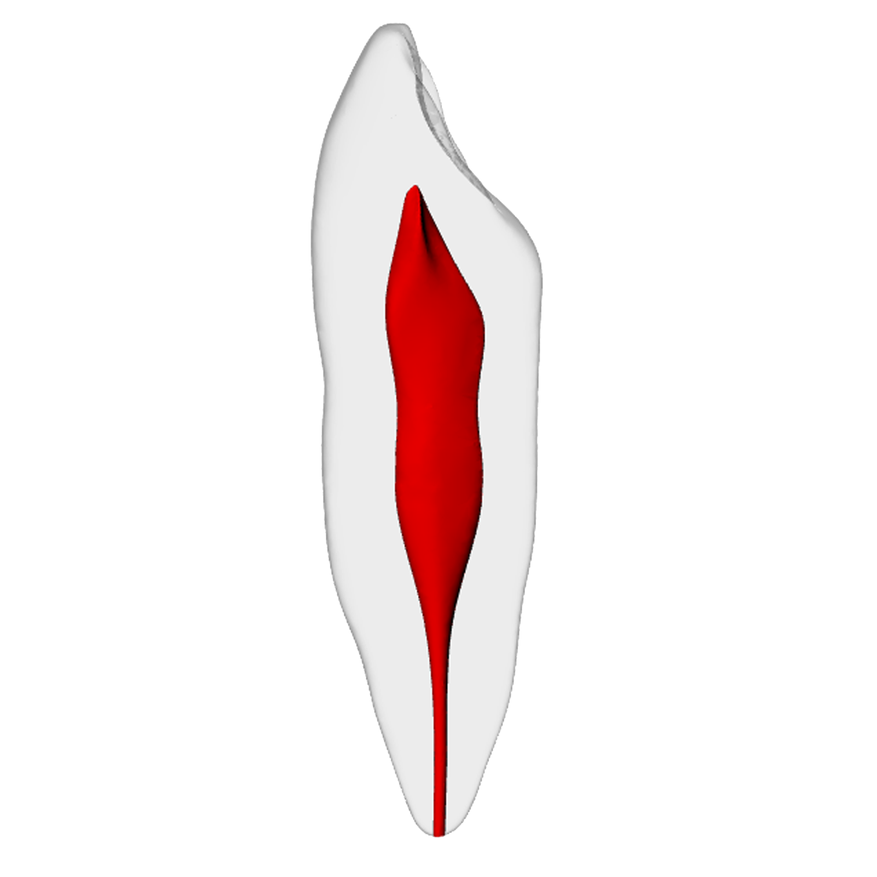 Canine – Basic, Radiopaque (White) | Dental Training Models | DRSK – DRSK Group AB, Endodontic Accessories