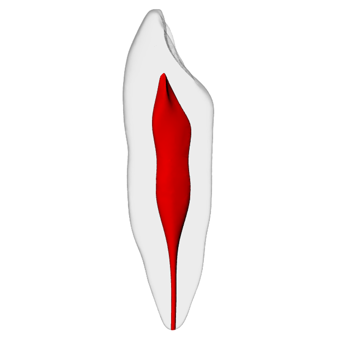 Canine – Basic, Clear Root, White Crown, ~20# | Dental Training Models | DRSK – DRSK Group AB, Gipszusätze, Stumpflacke und Gipslöser