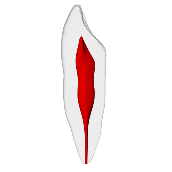Canine – Basic, Radiopaque (White) | Dental Training Models | DRSK