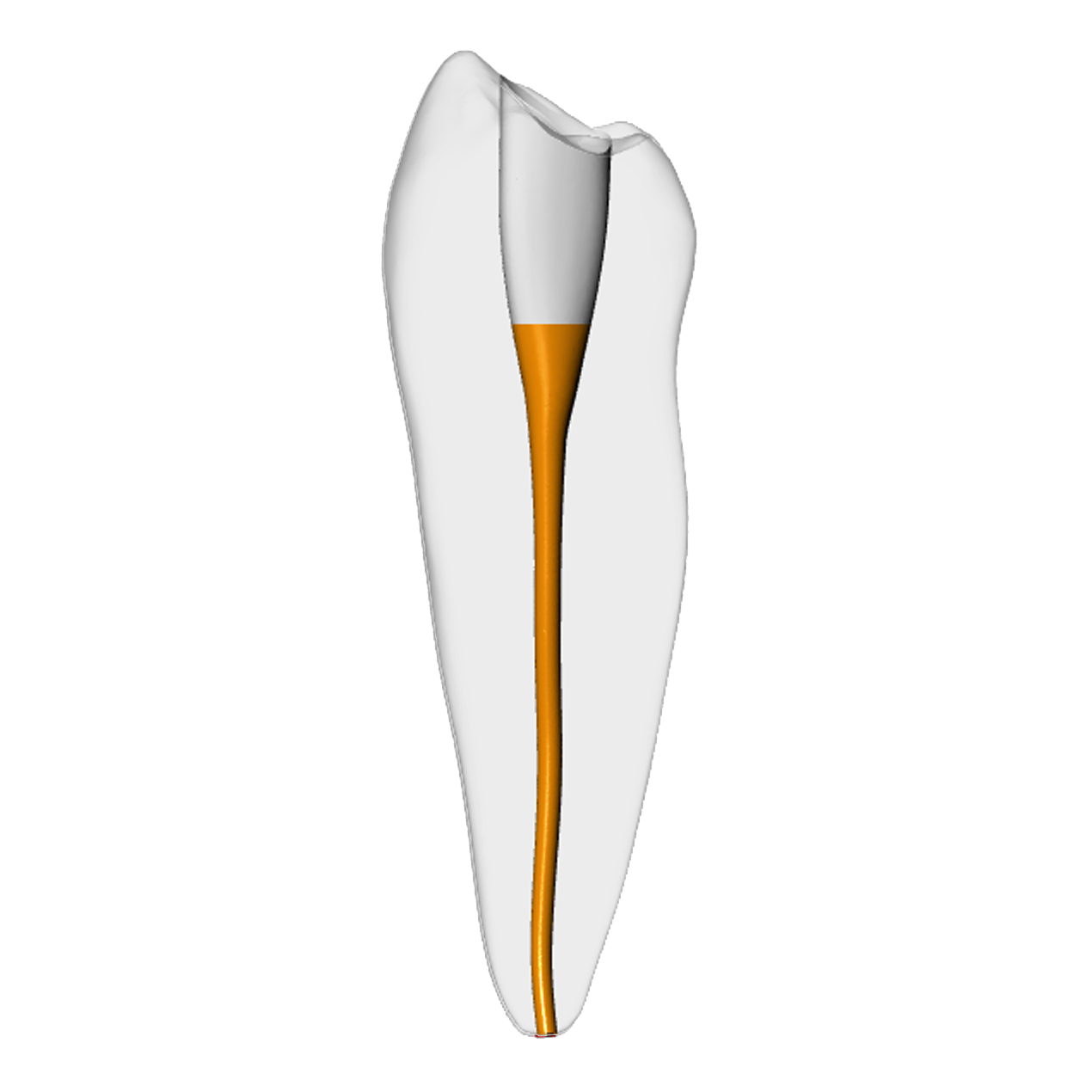 Premolar – Gutta percha, Clear | Dental Training Models | DRSK