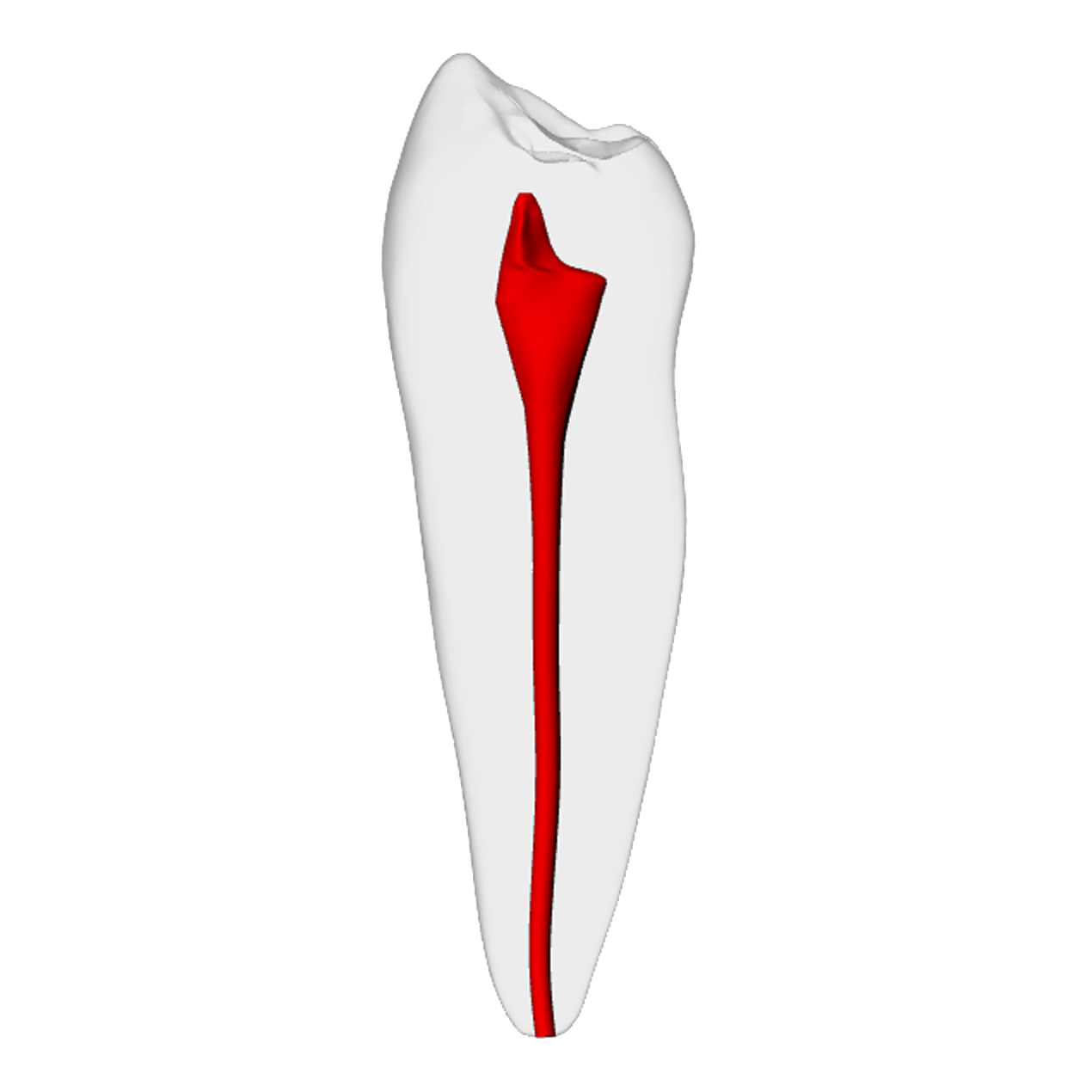 Premolar – Basic, Radiopaque (White) | Dental Training Models | DRSK