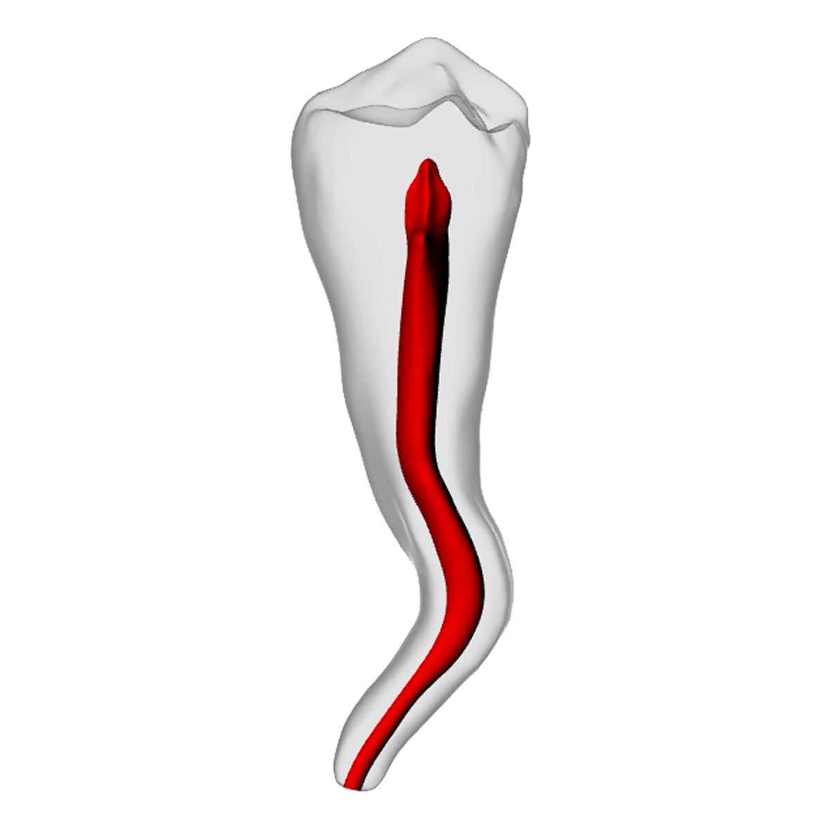 Premolar – Dilacerated, Radiopaque (White) | Dental Training Models | DRSK – DRSK Group AB, Zubehör für Wurzelbehandlung