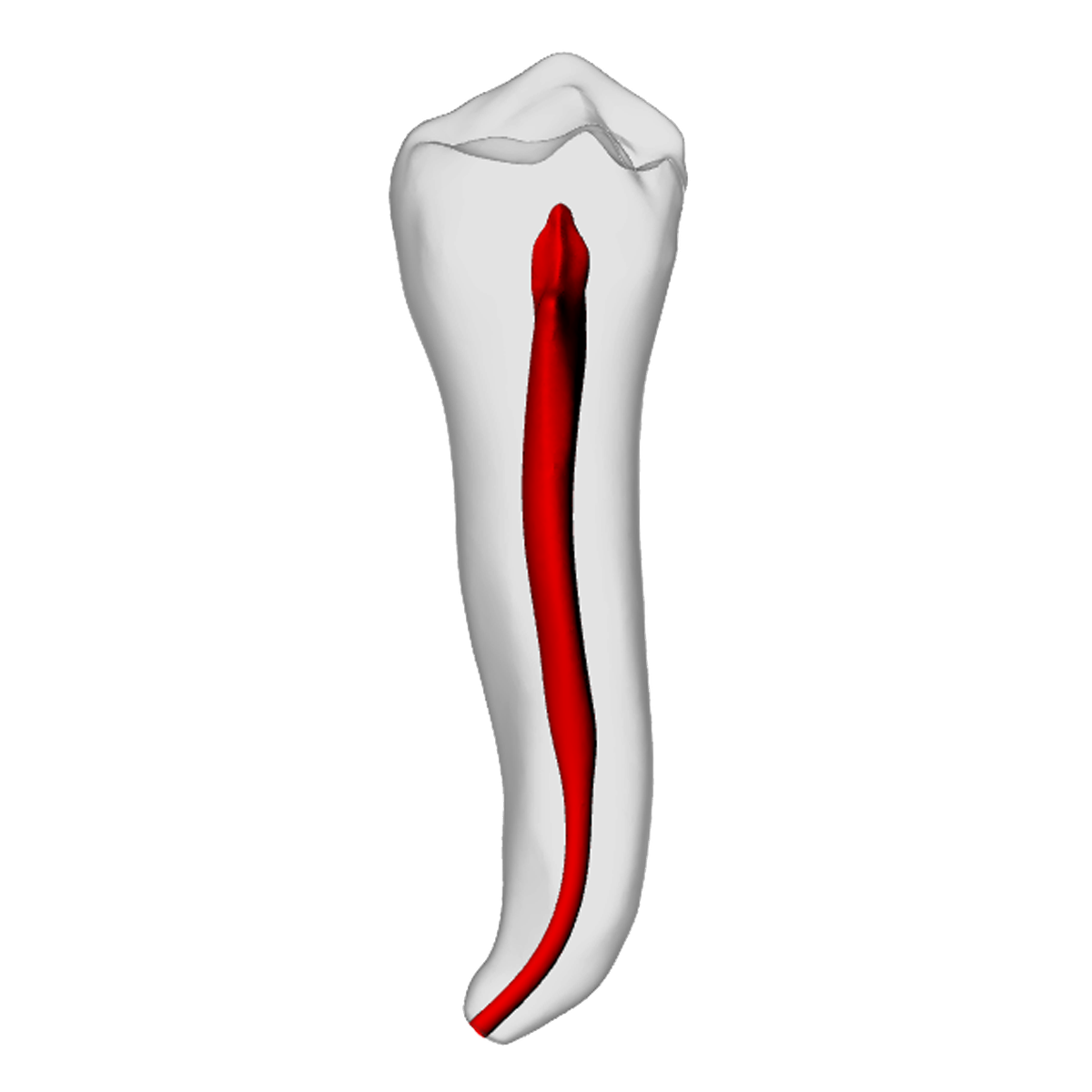 Premolar – Apical curve, White | Dental Training Models | DRSK – DRSK Group AB, Accessories for Root Canal Treatment