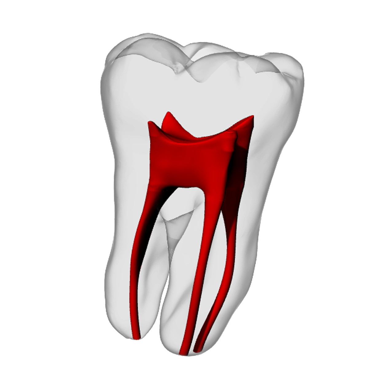 Molar – Basic, White | Dental Training Models | DRSK