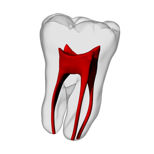Molar – Basic, Clear | Dental Training Models | DRSK