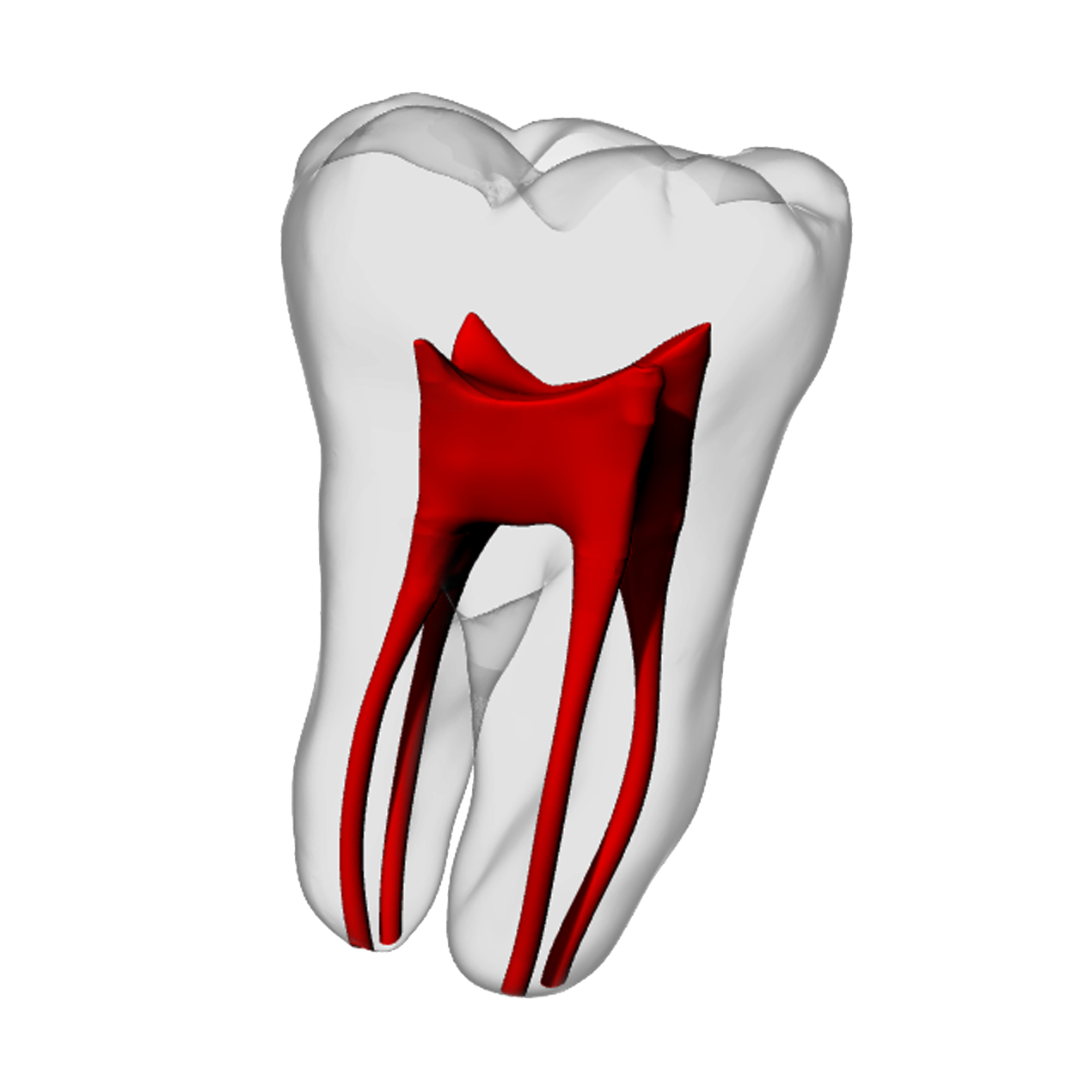 Molar – Four canals, Radiopaque (White) | Dental Training Models | DRSK