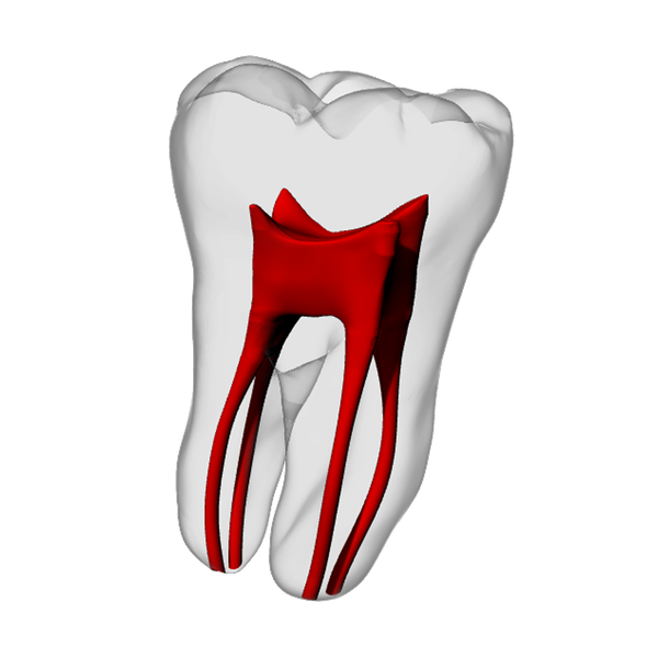 Molar – Four canals, Radiopaque (White) | Dental Training Models | DRSK