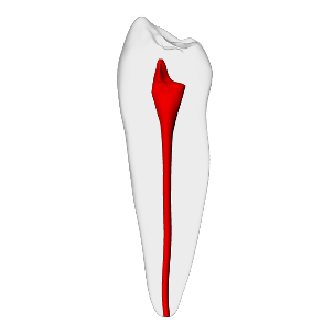 Premolar – Basic, Clear Root, White Crown, ~20# | Dental Training Models | DRSK