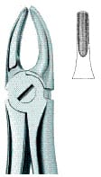 Incisors and Bicuspids 2