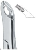 Cryer Bicuspids , Incisors and Roots 151X