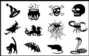 Orthocryl decal Black Edition