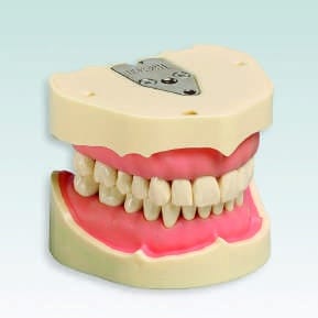 ANA-4 V Modèle Dentaire avec Gencive Transparente – Frasaco, Gypsum Additives, Die Hardeners and Plaster Removers