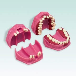 A-8 Orthodontie-Modell mit 8 Frontzähnen sowie 24 Zähne der Serie A-3 ZEB – Frasaco, Demomodelle