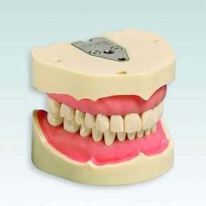 Modèle dentaire ANKA-4 V – Frasaco, Gypsum Additives, Die Hardeners and Plaster Removers
