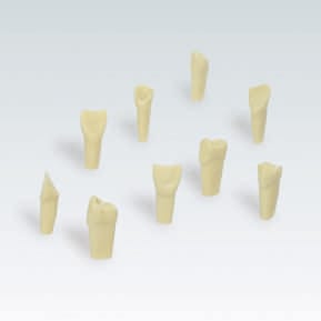 ANA-4 ZAE. 901 Dent esthétique (vis) – Frasaco, Demonstration Models