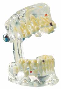 Studienmodell Transparent Kind De Luxe – Hager & Werken