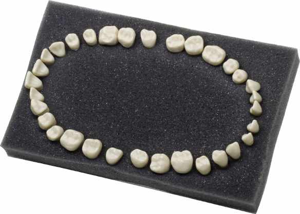 Navadha ZX Jaw Replacement Teeth Foam Set