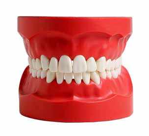 Hard Gums Jaws with 32 Teeth