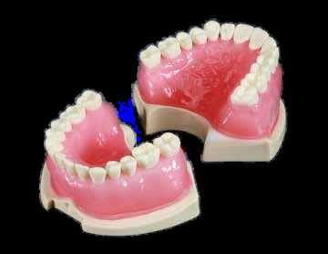 Anatomische Endodontie-Kiefer