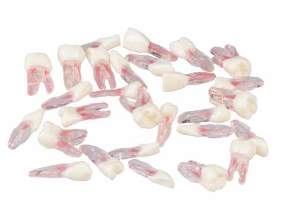Anatomical Endodontic Replacement Teeth