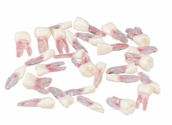 Dents de Remplacement Endodontiques Anatomiques – Navadha Enterprises, Gypsum Additives, Die Hardeners and Plaster Removers