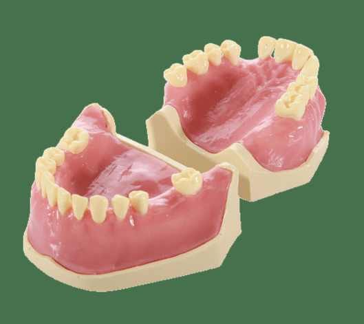 Surgery Practice Jaws – Navadha Enterprises, Gypsum Additives, Die Hardeners and Plaster Removers