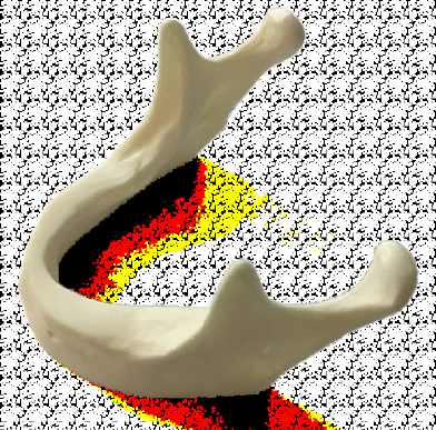 Anatomical Shape Simple Mandible