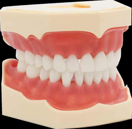 Natural Colour Tooth Model with Gingiva