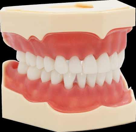 Natural Colour Tooth Model with Gingiva – Navadha Enterprises, Diagnostics