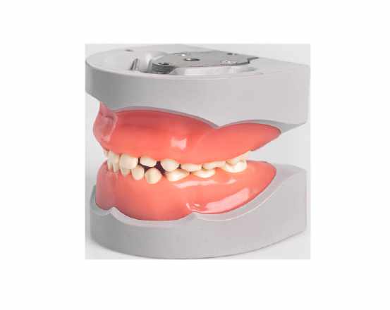 Pedodontic Mixed Dentition Model