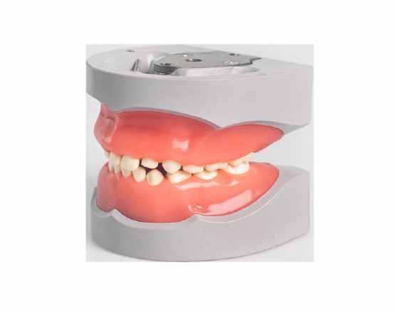 Pedodontic Mixed Dentition Model – Navadha Enterprises, Equipment