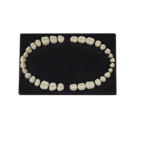 Arma Dental Phantom Tooth – Inci Dental Tibbi Malz. San. Ve Tic. Ltd. Sti., Gypsum Additives, Die Hardeners and Plaster Removers