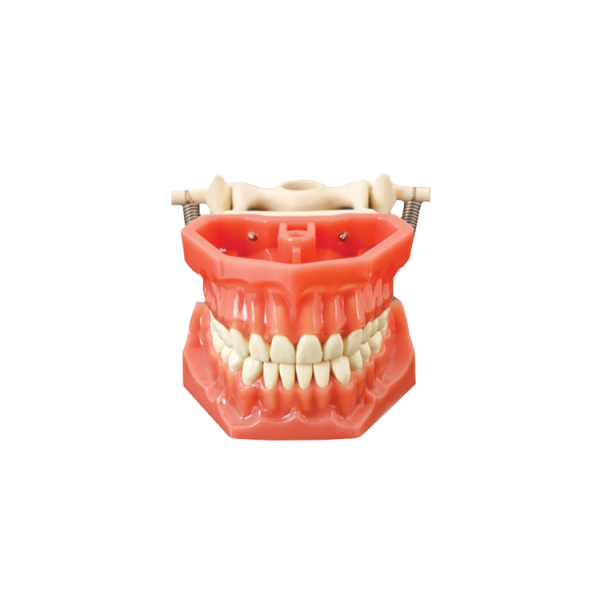 Arma Dental Study Model – Inci Dental Tibbi Malz. San. Ve Tic. Ltd. Sti., Gipszusätze, Stumpflacke und Gipslöser