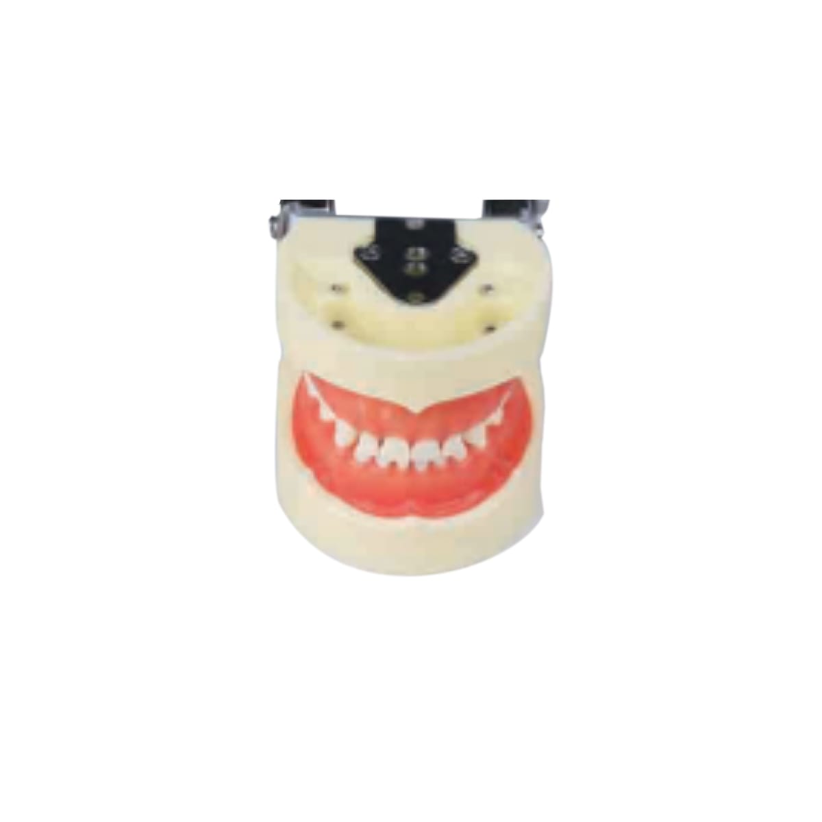 Pedodontics model JPS-PD 01 – Shanghai JPS Medical Co., Ltd., Demomodelle