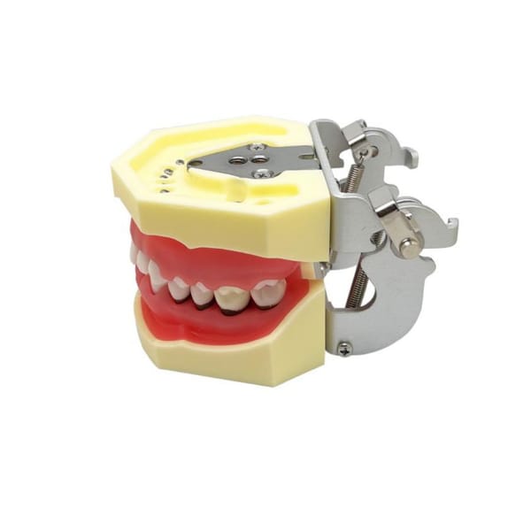 Periodontal Model JPS-M4023