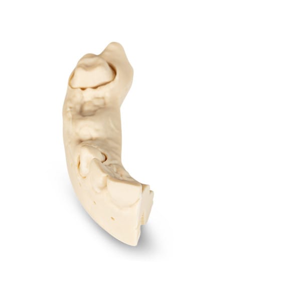 Kontrollmodell - klein – Baumann Dental, Gypsum Additives, Die Hardeners and Plaster Removers