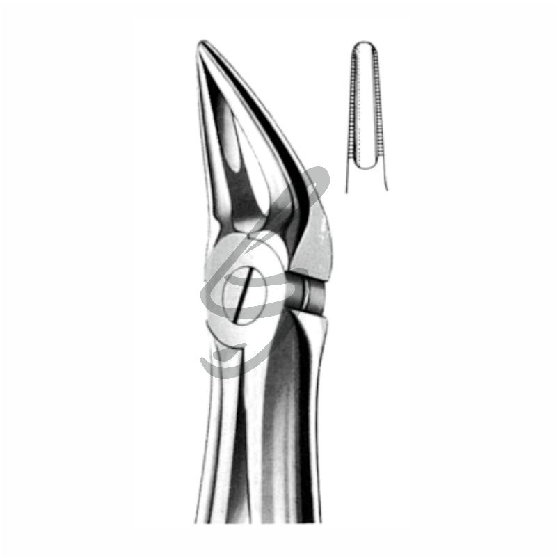 Zahnzange Fig 30 – Soligs, Extraction Forceps